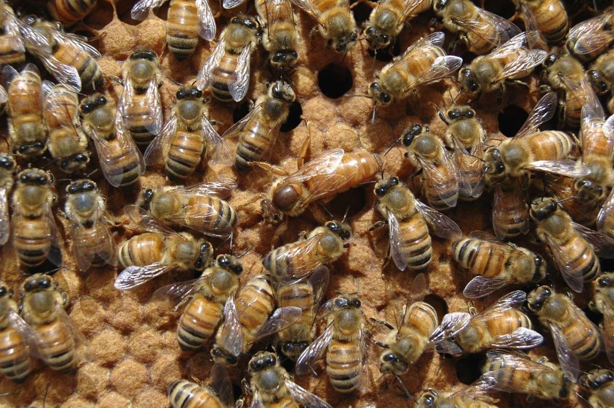 11 e 12 giugno – Corso intensivo di allevamento api regine